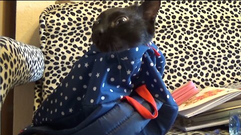 A cat hiding in a backpack