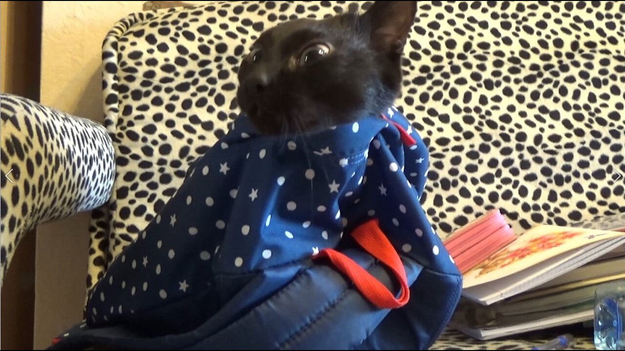 A cat hiding in a backpack