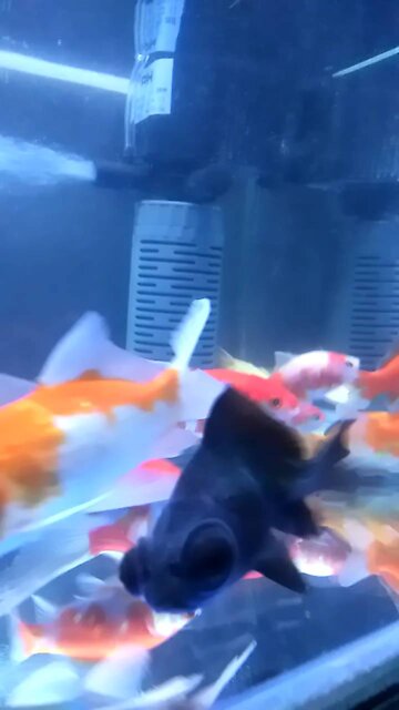 Fish in aquarium