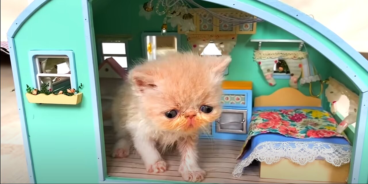 RESCUE the Smallest KITTEN in the World !! And building a NEW HOUSE for CAT