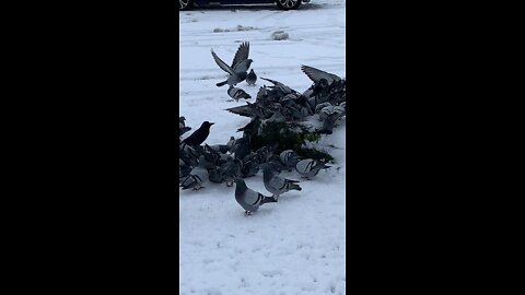 Foraging in the snow
