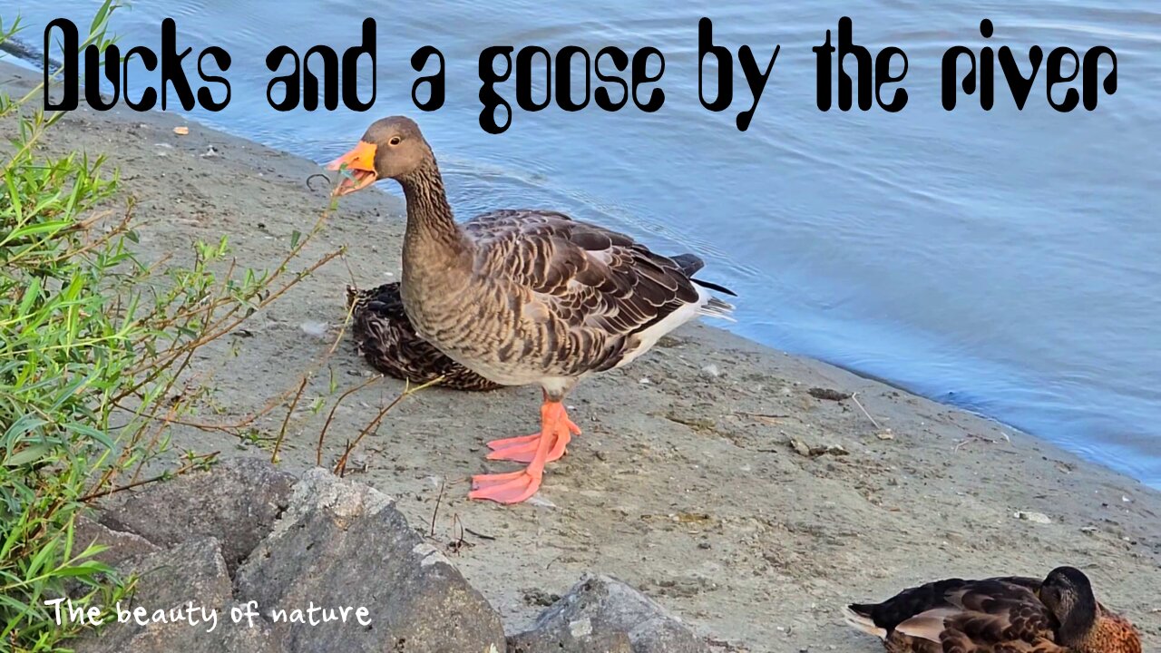 Goose and ducks by the river / Beautiful water birds by the river / Beautiful animals.