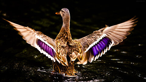 Beautiful duck escape😂