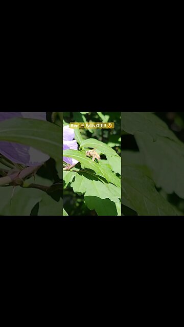 Bee 🐝 Falls Off Flower 🌸 #bee #flower #pollen