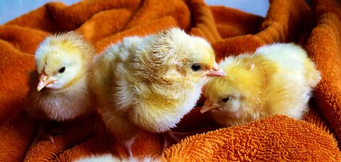 #CuteBabyAnimals #Funny #daily #Shorts #amushorts #rumble C022