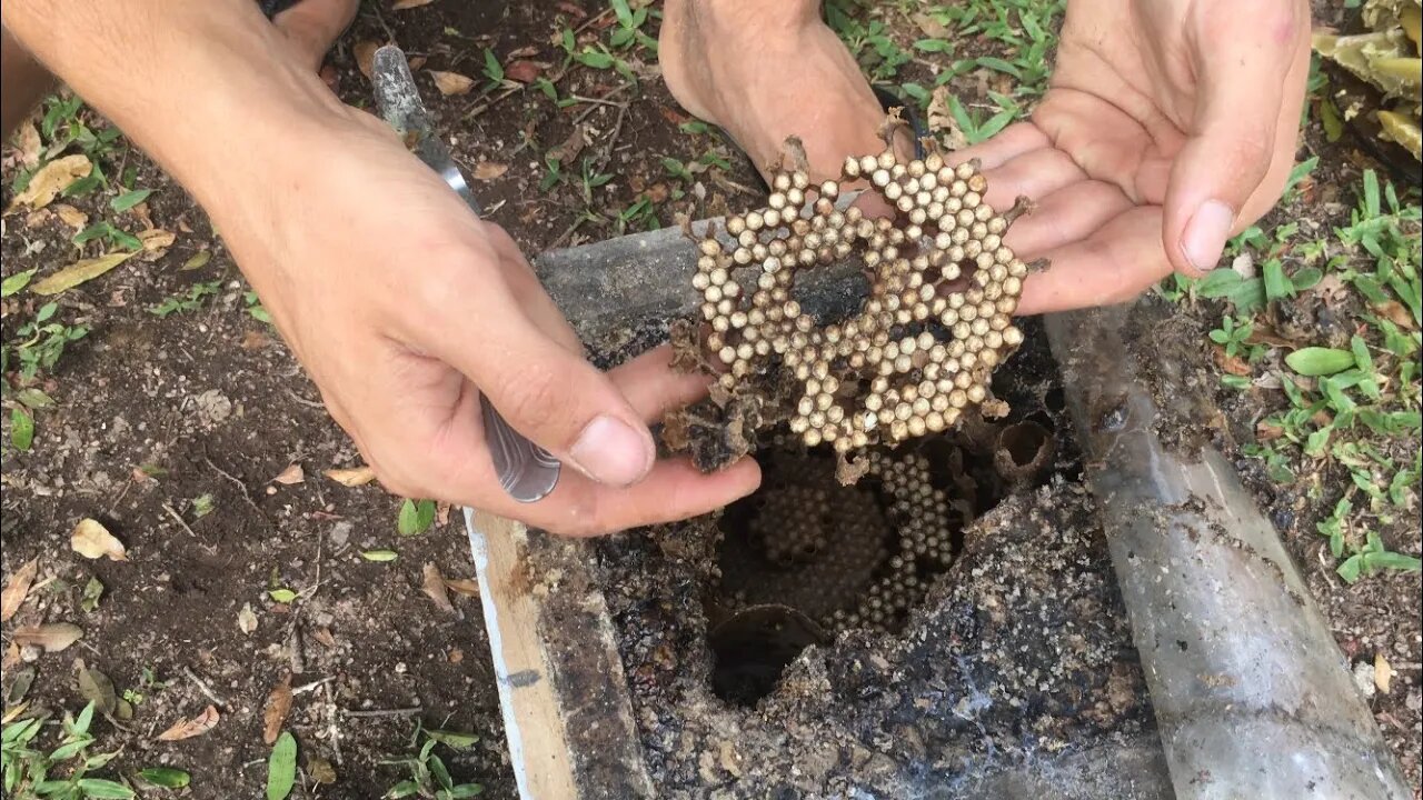 LINDA DIVISÃO DE ABELHA MANDAÇAIA. MÉTODO INCRÍVEL. ABELHA ASF
