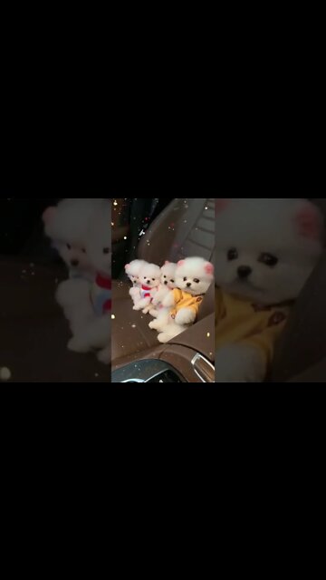 OS CACHORRINHOS MAIS ENGRAÇADOS DO MUNDO - inscreve-se no CANAL #shorts