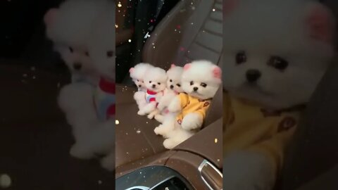 OS CACHORRINHOS MAIS ENGRAÇADOS DO MUNDO - inscreve-se no CANAL #shorts
