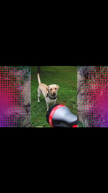 Dogs Do Funny Things - Here is One of Them