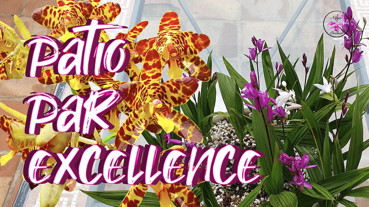 Beautiful Varied Orchid Collection Blooms Patio Tour March 2024 | Updates & More #ninjaorchids