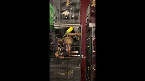 Parakeet Love