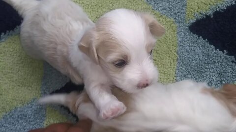 D Litter @ 3wks old(1)