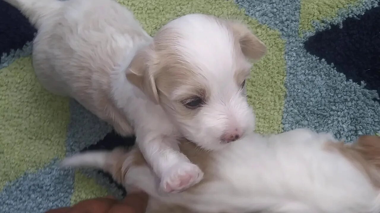 D Litter @ 3wks old(1)