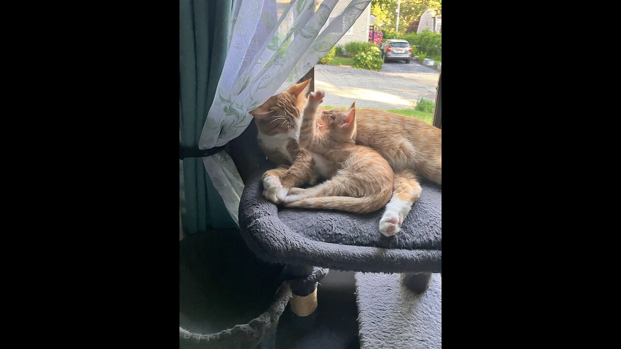 The Babies of the Kitty Cartel