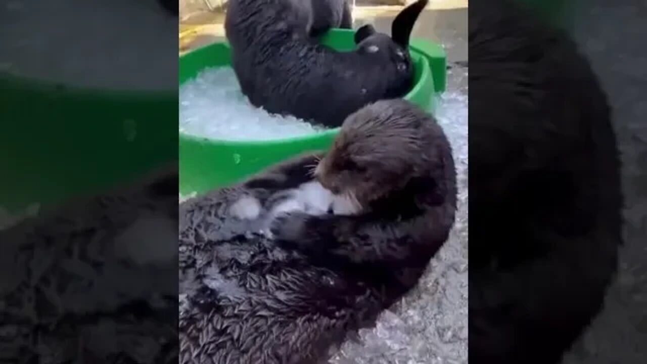 Otters playing with ice