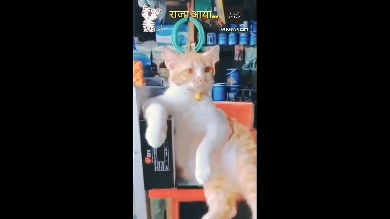 #cat short 😁😁😁# cates funny videos# funny video