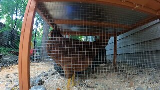 My Backyard Chickens - Episode 58