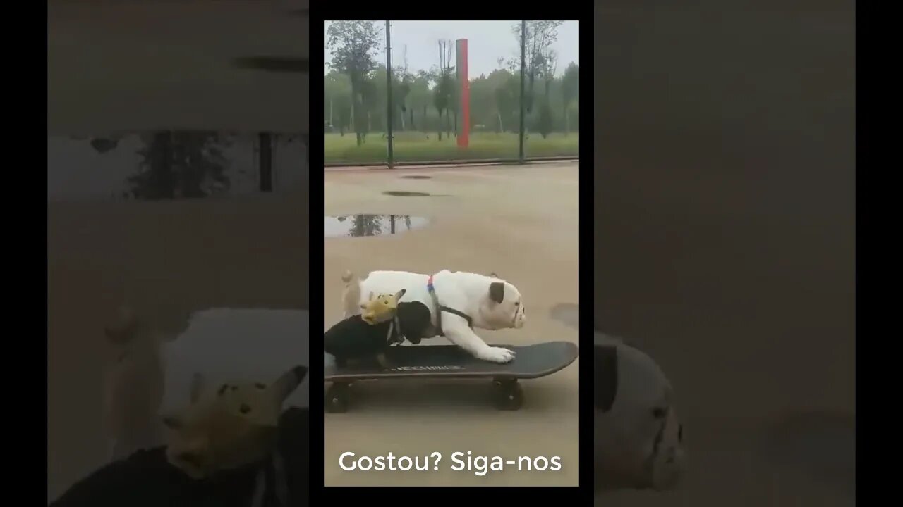 Cachorro andando de skate #shorts