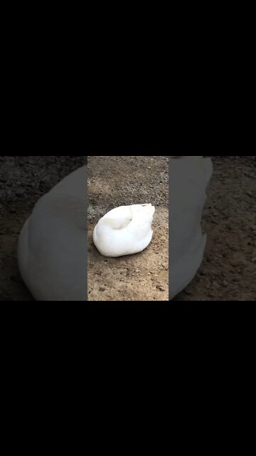 Edwin the attack goose having a sleep 😴 cute as a button