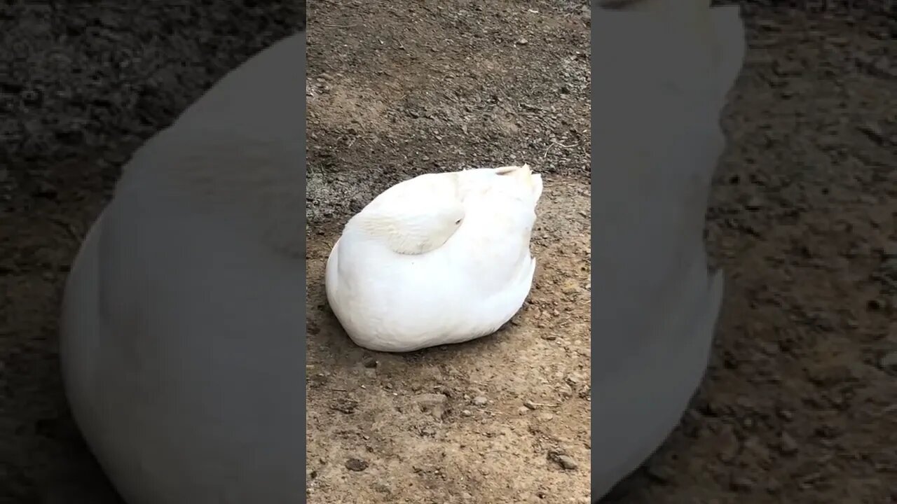 Edwin the attack goose having a sleep 😴 cute as a button