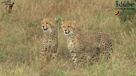 Cheetah With Her Two Cubs