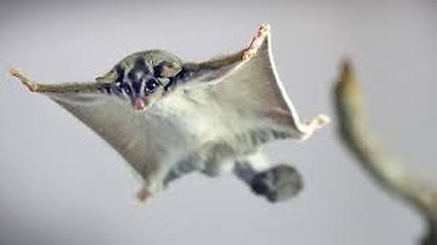 Sugar Gliders Flying - Funny & Cute Compilation