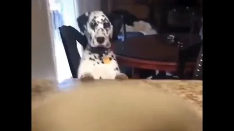 This dog is not taking any nonsense! || #shorts funnyanimals