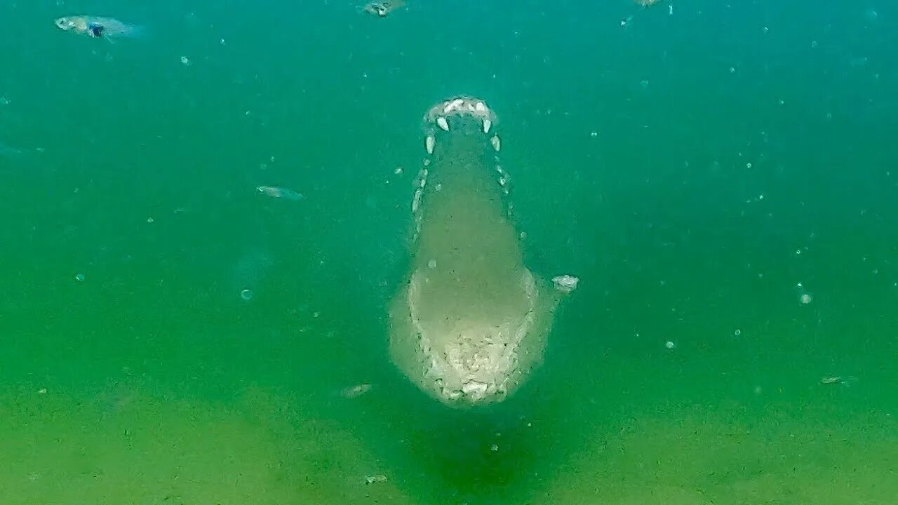 [ RARE ] - Crocodile ATTACKS GoPro #shorts