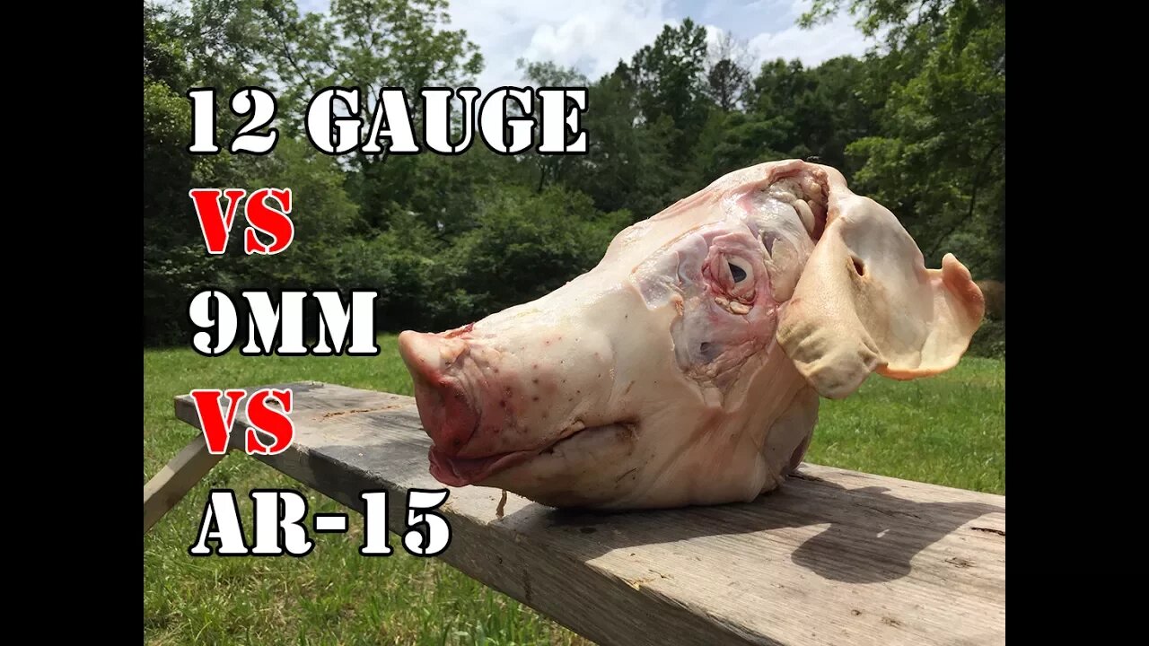 9mm vs AR 15 vs 12 Gauge... Pig Head Test