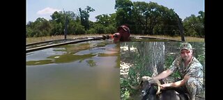 Hiding in water to blowgun a ram.