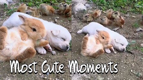 Cute Moments Animals! Most Beautiful Moment A Rabbit And Puppy You Must Watch And Enjoying!