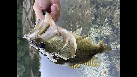 Alex catches a nice Striped bass