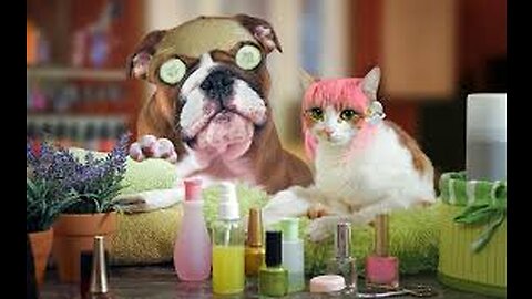 New funny Animals 😂 funniest cats and dogs