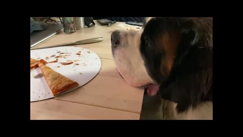 Dog begging for pizza- St. Bernard so patiently waiting for some pizza