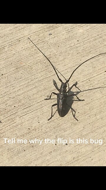 Earth bug ewwww