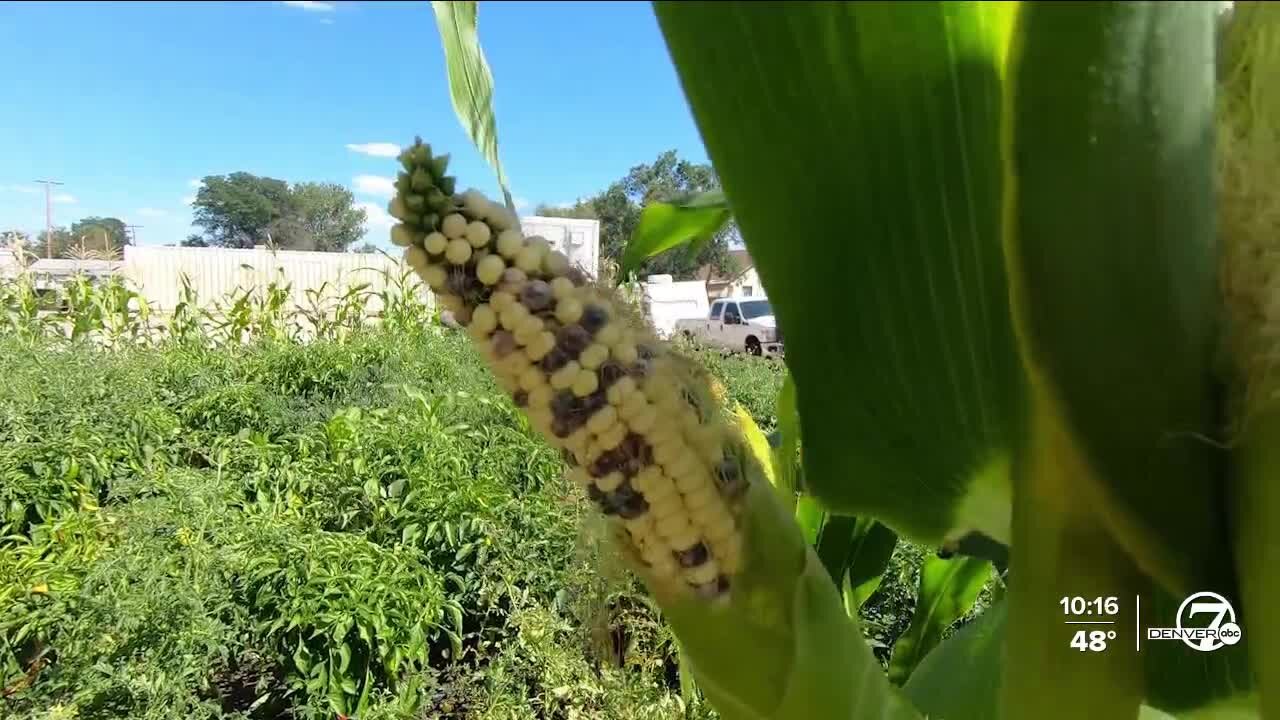 Denver nonprofit helps families grow produce in Westwood neighborhood