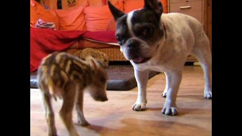 Bulldog Adopts Wild Baby Boars