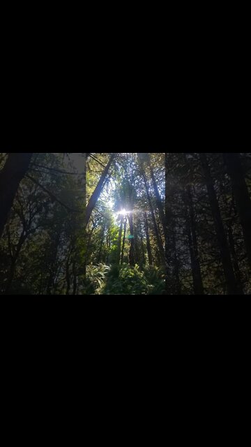solaris shining through the trees