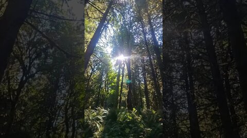 solaris shining through the trees