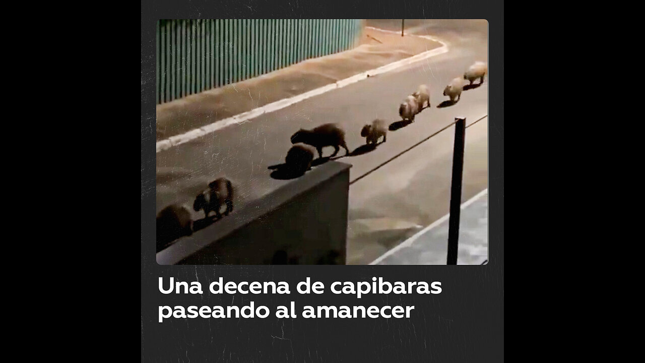 Capibaras desfilan en fila india por carretera de Brasil