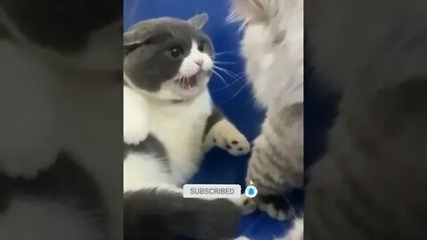 cute cat videos 😹 funny videos 😂 1136 😻 #shorts