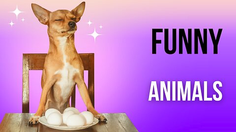 Funny animals doing stupid stuff. #3