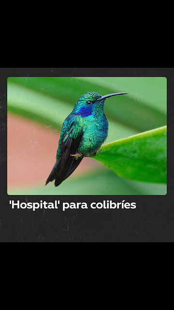 Una mujer transforma su apartamento en refugio para colibríes heridos