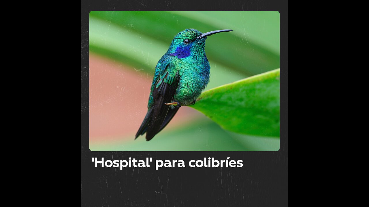 Una mujer transforma su apartamento en refugio para colibríes heridos