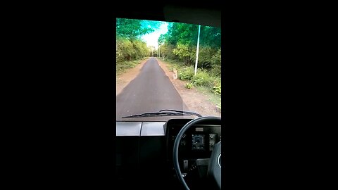 Tiger attack on car