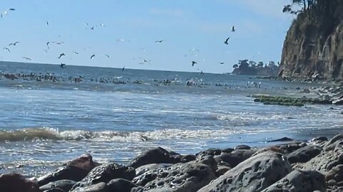 Birds LOVE Capitola