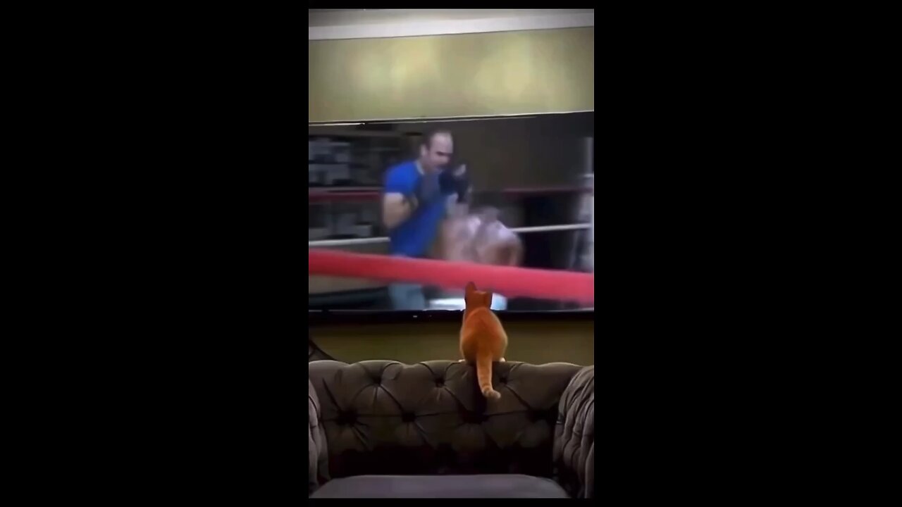 Cat watch boxing  and she go boxing with her friend