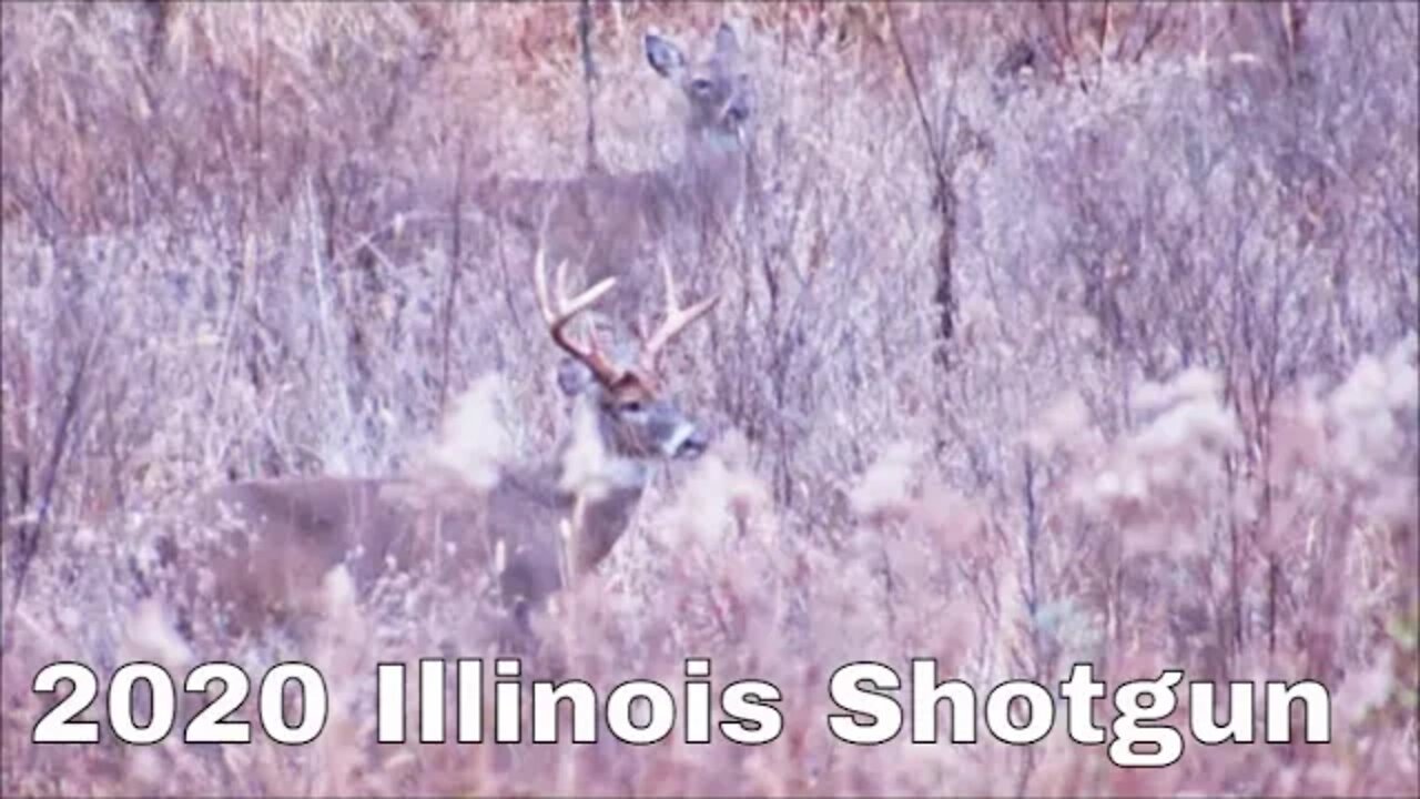 Big Illinois Buck in the CRP.