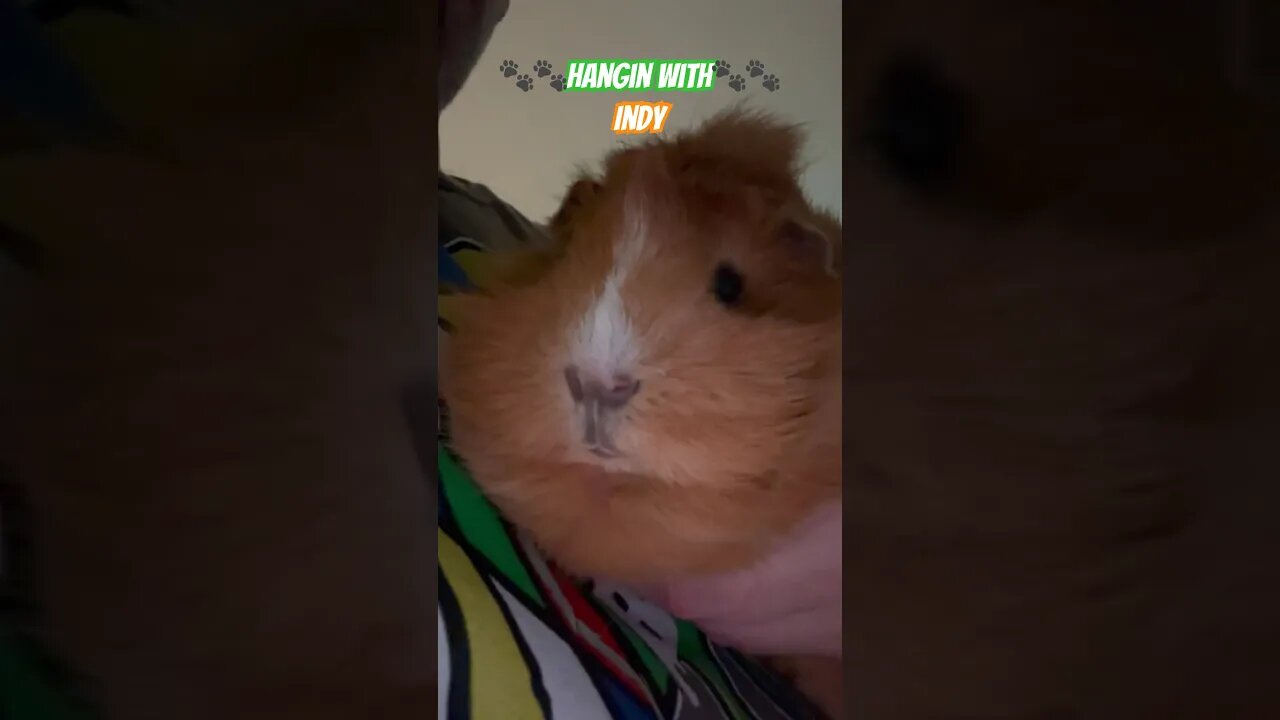 🐾🐾Hangin With🐾🐾 Indy #channel #pets #guineapigshorts #guineapiggy