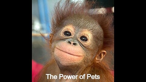 The Power of Animals